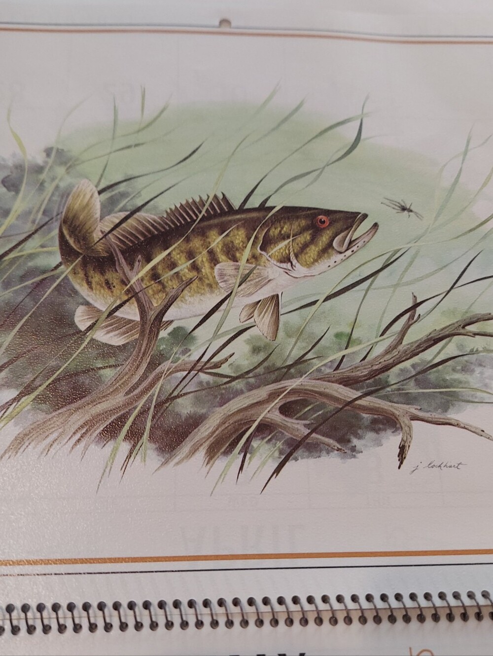 Vntg 1986 Wildlife Collection Callender, James Lockhart-Artist & Conservationist - Picture 14 of 16